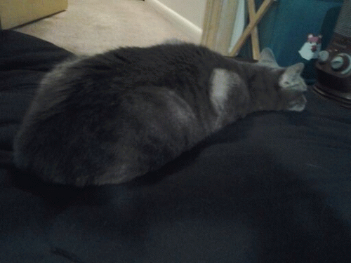 Sloth (USA-2) : Probably Misses Her Christmas Hat